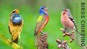 Nature Bird Sounds - Relaxing Birds Sound, Stress Relief, Calming Nature Sounds 24 Hour