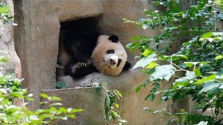 I really can’t believe that Huahua can still get into this hole after a year. by 胖达日记 Hi Panda 4,158 views 5 days ago 1 minute, 2 seconds