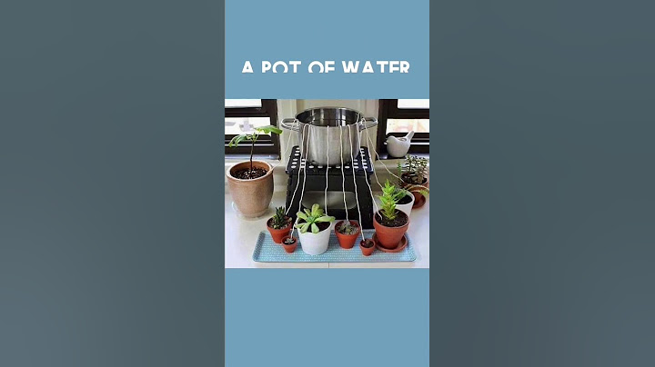 HOW TO WATER YOUR PLANTS WHILE  ON VACATION