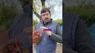 Hy-Line Brown Tavuk Irkı(kılavuz yapmayan tavuk) #köyegöç #çiftlikhayatı #tavuk