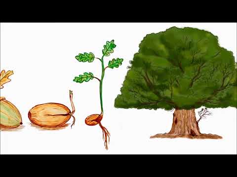 მცენარის ზრდა II კლ ბათუმის N28 საჯარო სკოლა