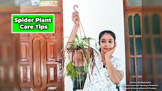 Houseplant care tips for beginners in sinhala 2023 / how to grow Spider plants in Sri Lanka