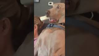 Try Not to Laugh: Dog Core Edition 🐶😂