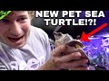 NEW RARE PET TURTLE!!!