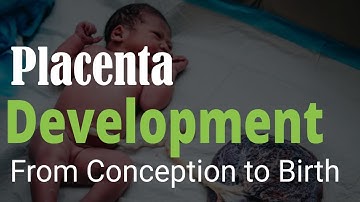 From Conception to Birth: The Miracle of Placenta Development & Labor Explained