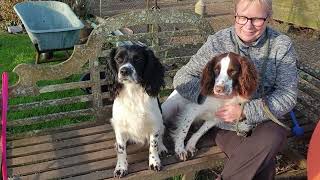 The pups at 10 months old by Working Springer Guernsey 645 views 3 months ago 1 minute, 44 seconds