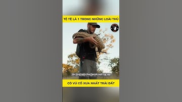 Tê Tê là 1 trong những loài thú có vú cổ xưa nhất trái đất - Tập 5 #animals #dongvat #thegioidongvat