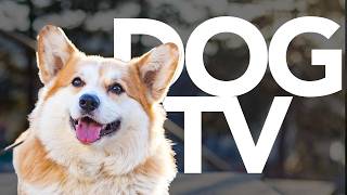 DOG TV - Exciting Walking Adventure Video for Dogs! (10 Hour Petflix) by Calm Your Dog - Relaxing Music and TV for Dogs 596 views 1 month ago 10 hours