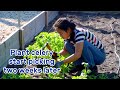 Ep 14 celery grow so fast transplant them in garden start harvesting 23 weeks later