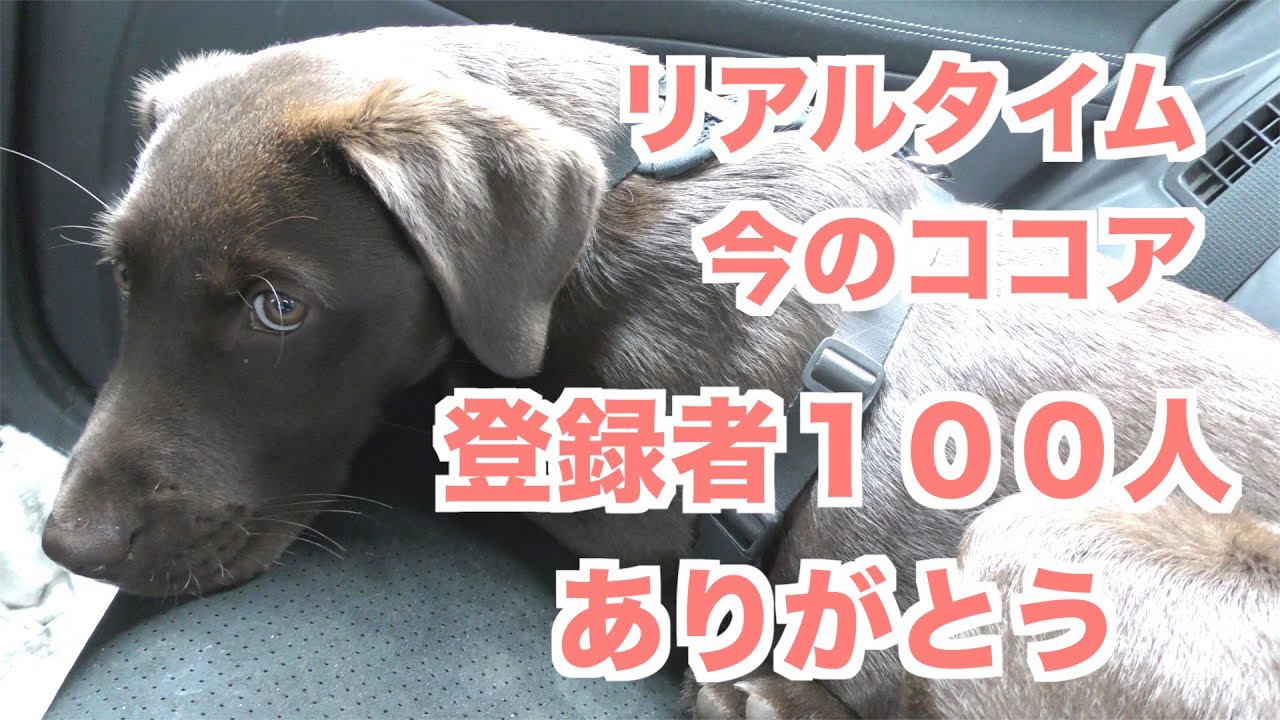 【チャンネル登録者100名ありがとう】4ヶ月ラブラドール イースターホリデー リアルタイム投稿 18 weeks labrador ...