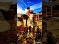 #country Sam Cook