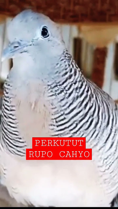 PERKUTUT RUPO CAHYO MANGGUNG MENDAYU‼️