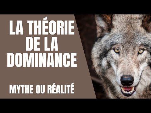 Vidéo: Qu'est-ce que la théorie de la dominance canine?