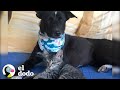 ¡Gatito deja de llorar cuando conoce a un perro callejero y trata de amamantarlo! | El Dodo