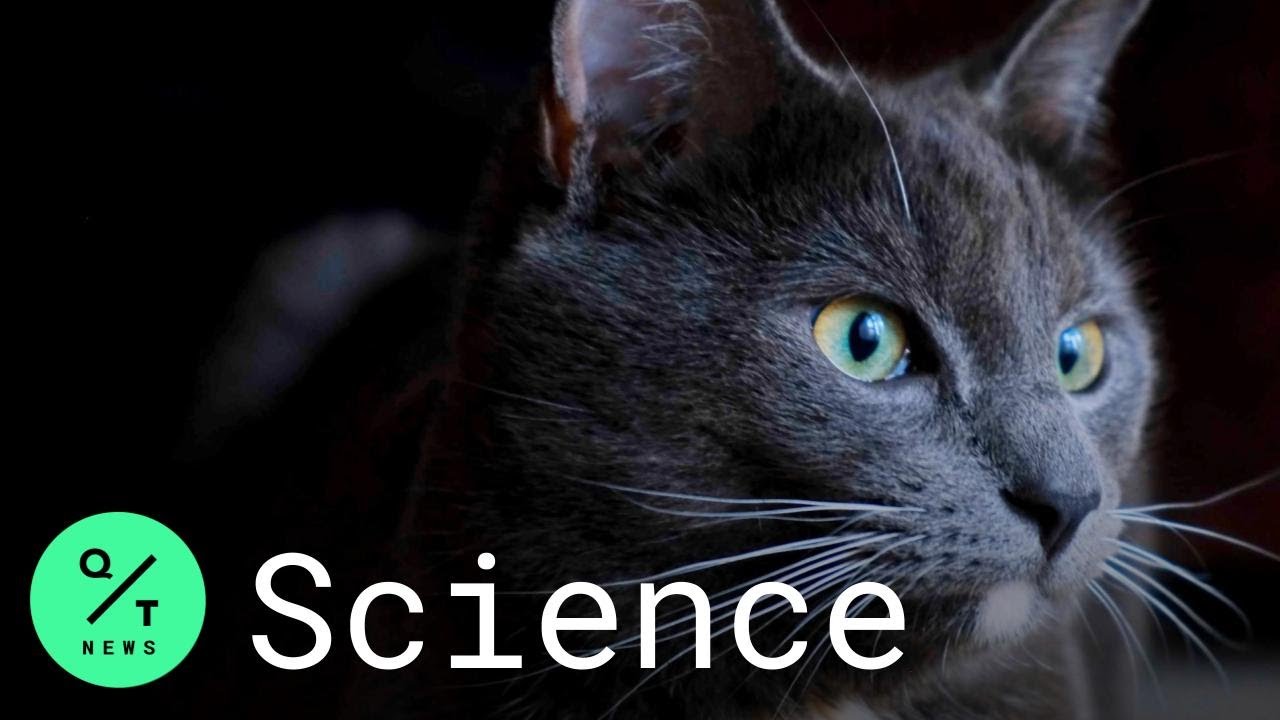 Kitty Cat Und Ihr Freund Lassen Es Krachen Kitty Cat Und Ihr Freund Lassen Es Krachen