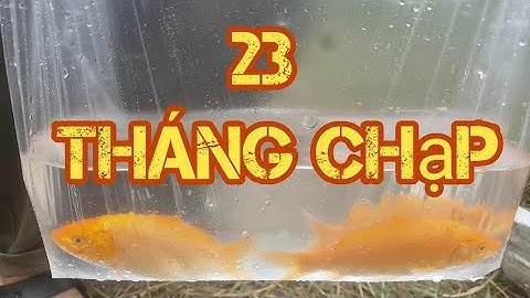 MC97 | Đón tết ông táo 23 tháng chạp của người việt