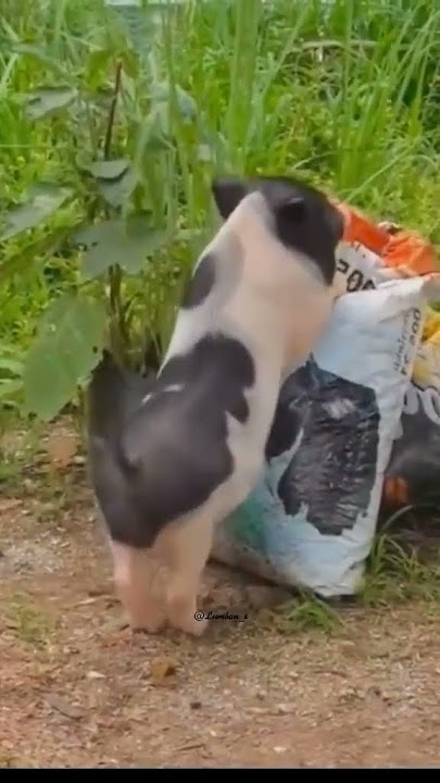 Babi joget