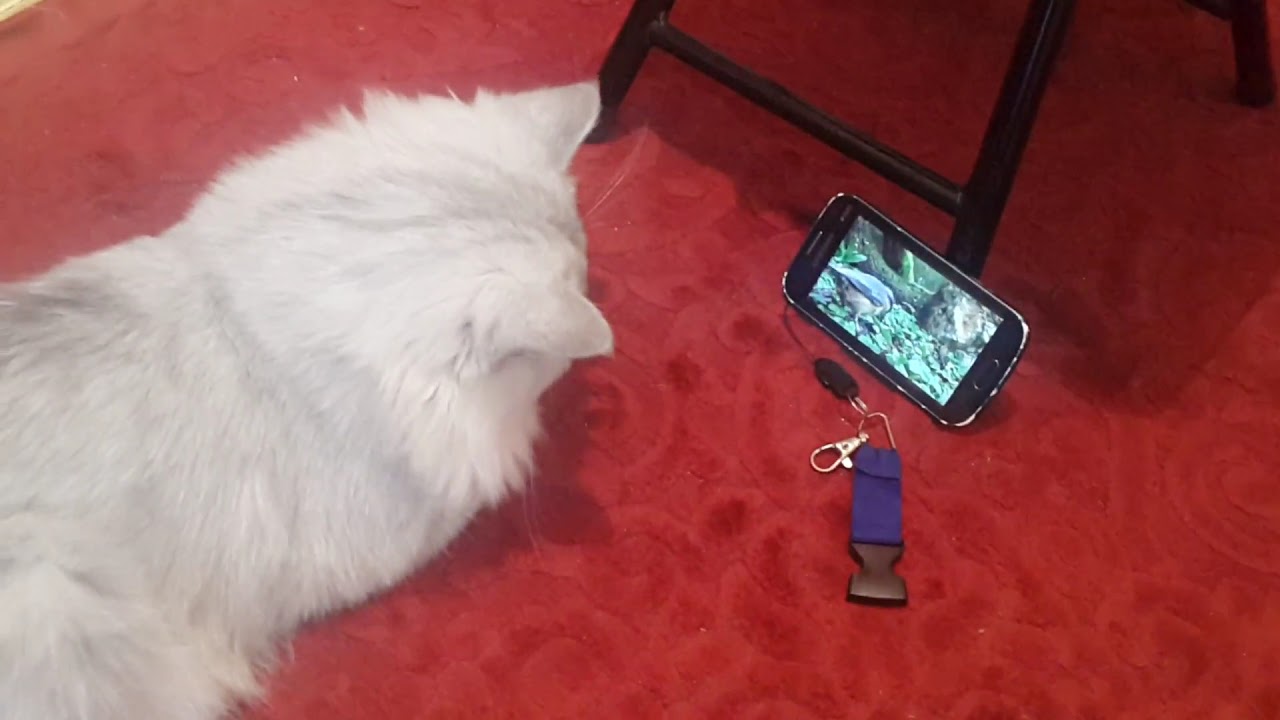 Our adopted Siberian cat intently watching bird cat video YouTube