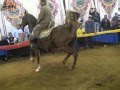 رقص خيول عربية حفلة الصباح ٢٠١٤ الجزء الرابع
