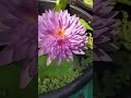 waterlily|Papron pink#waterlily #waterplants #flowers #garden #trending #trendingshorts