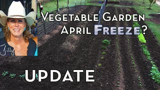 North Texas Vegetable Garden Spring Update - April Freeze?
