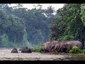 Kinabatangan - A River Runs Wild