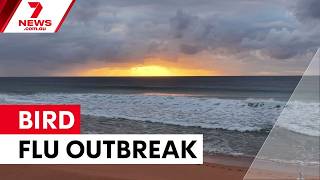 The race to prevent a potentially deadly bird flu outbreak | 7NEWS