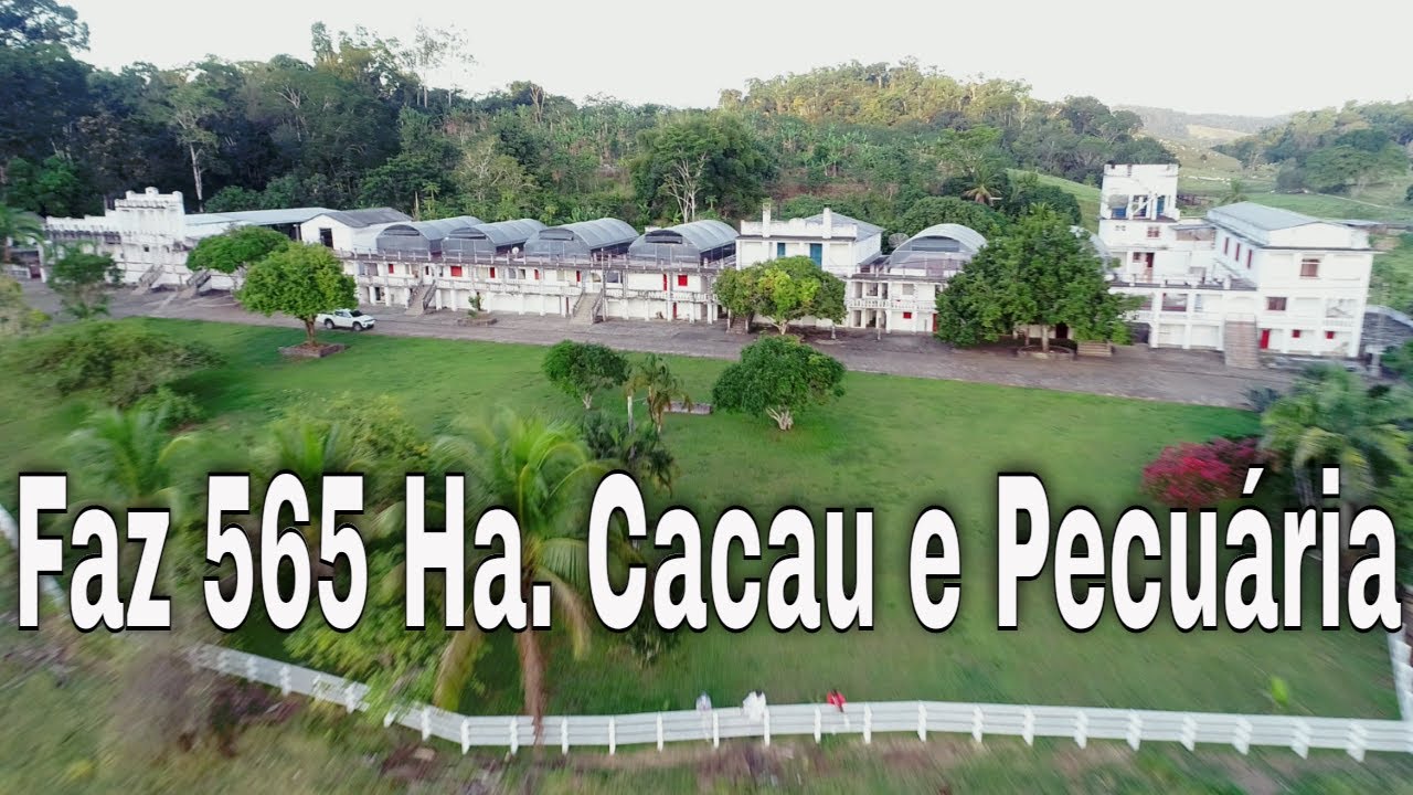 Fazenda Cinematográfica de 565 Hectares. Alta produtividade, cacau e gado.