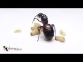 Video: Queen of Camponotus ligniperdus