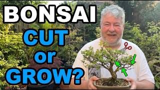 The Biggest Bonsai Mistake: Cutting When You Should Grow