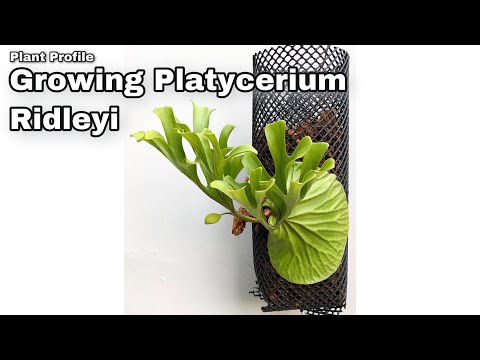 Vidéo: Platycerium à Deux Fourches