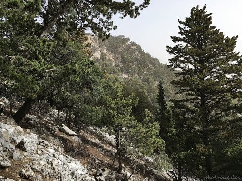 Κυπαρισσόδασος