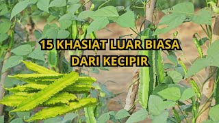 15 manfaat kecipir untuk kesehatan