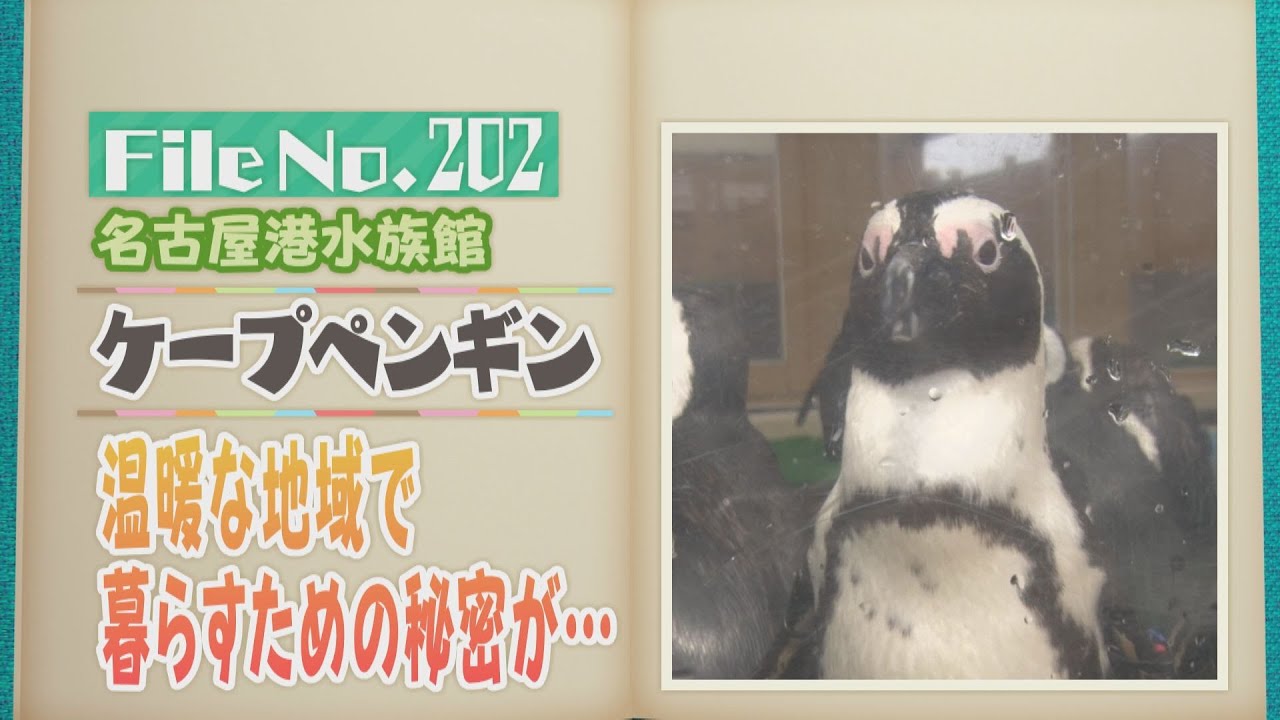 温暖な地域に暮らすための秘密がいっぱい！ケープペンギン【どうぶつ