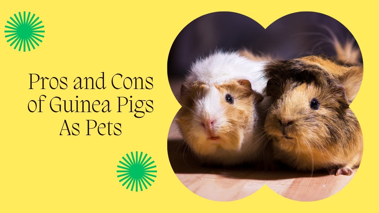 🐹Pros and Cons of Guinea Pigs As Pets YouTube