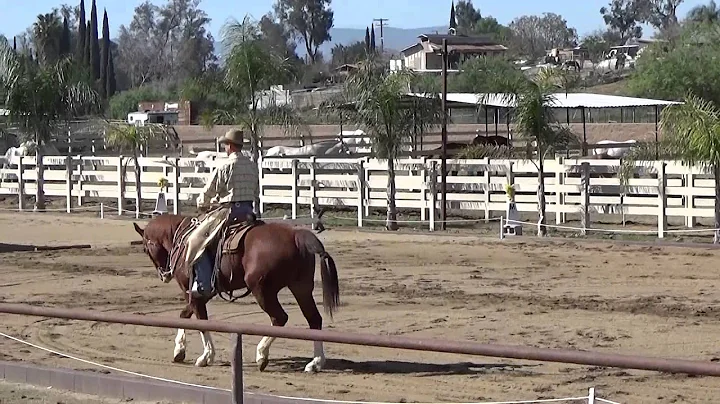 Working Equitation Intermediate Dressage Test Roy ...