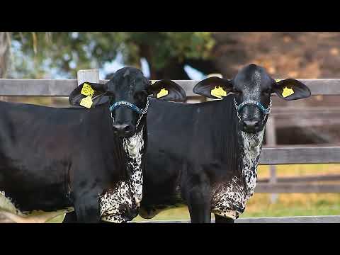 LOTE 136 0537CD  0543CD