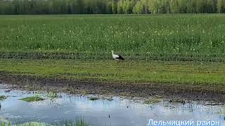 Видео. Птицы счастья