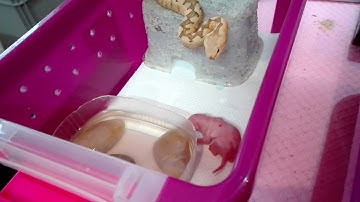 Warning!!! Live feeding - young Vipera Ammodytes strikes