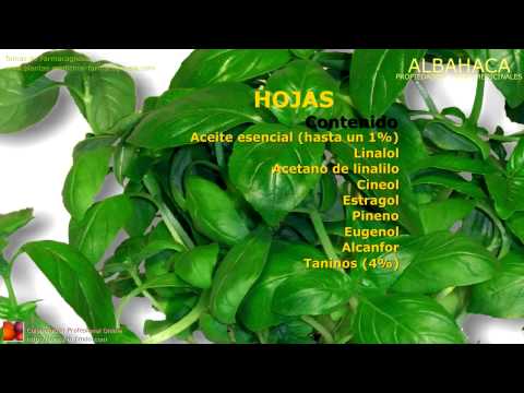 Albahaca Farmacognosia Plantas Medicinales