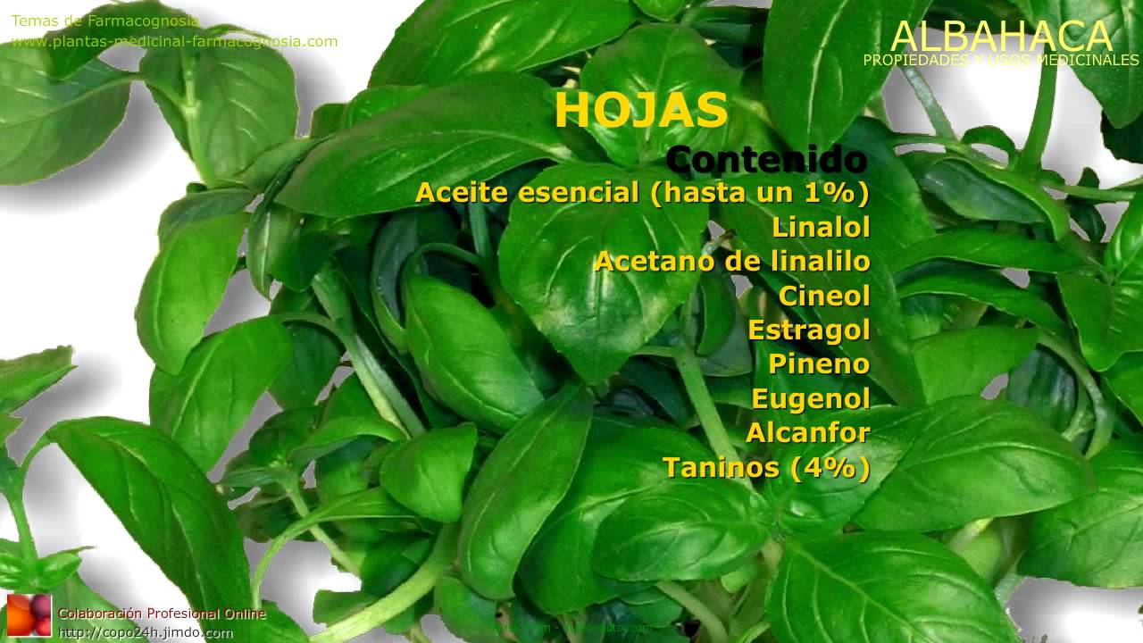 Albahaca Farmacognosia Plantas Medicinales