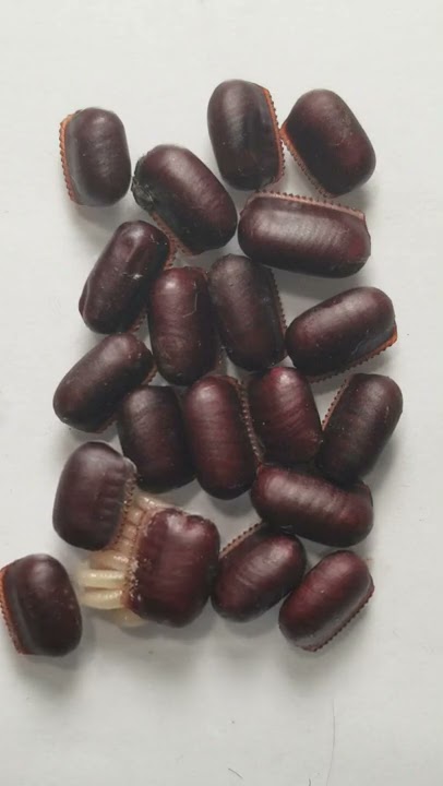 Cockroach egg burst open with baby roaches