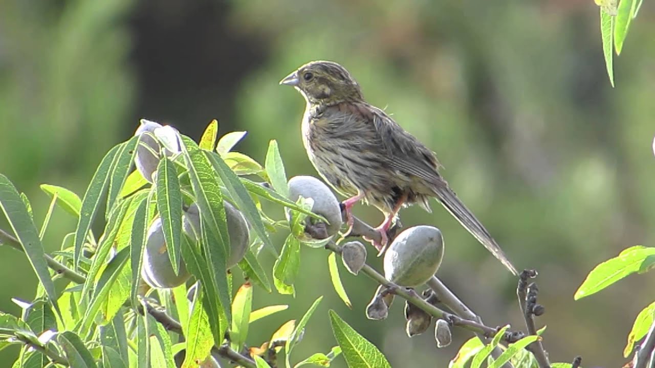 Escribano soteño / Gratapalles / Emberiza cirlus - Hembra en un almendro