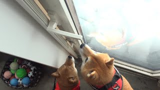 落雪で庭に出られない朝、柴犬たちは…