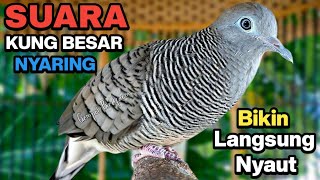 Perkutut Lokal Gacor Suara Kung Besar Pancingan Burung Perkutut Agar Bunyi.