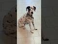 #perros #dalmatas #mascotas