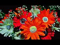 Howto make flower gerbera  diy  by pam krafts