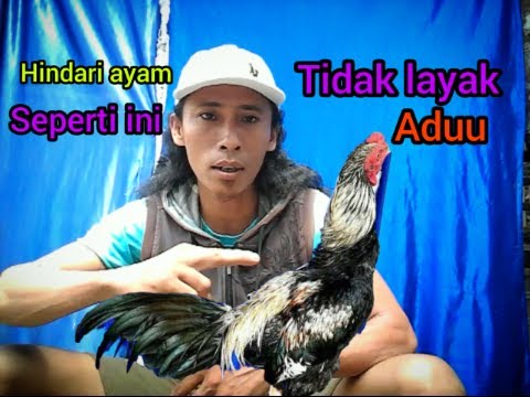 Video: Kenapa Tipi Roosters?