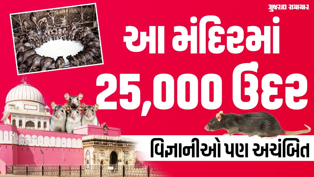 Bikanerમાં આવેલું કરણીમાતાનું 'ઉંદરોવાળું મંદિર'; જોઇને વિજ્ઞાનીઓ પણ અચંબિત | Gujarat Samachar