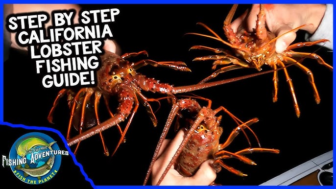 Catalina Lobster Fishing 